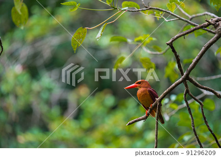 在沖繩的野生鳥類 在沖繩的野生鳥類 91296209