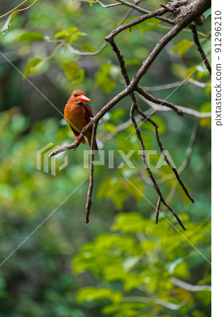 在沖繩的野生鳥類 91296210