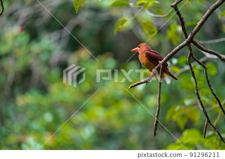 在沖繩的野生鳥類 91296211