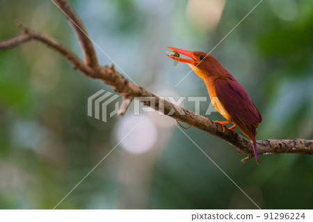 Wild birds in Okinawa Wild birds in Okinawa 91296224
