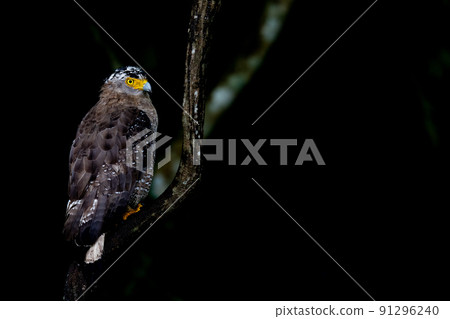 Wild birds in Okinawa Wild birds in Okinawa 91296240