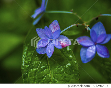 [Iwate Prefecture] Michinoku Hydrangea Garden Hydrangea 91296394