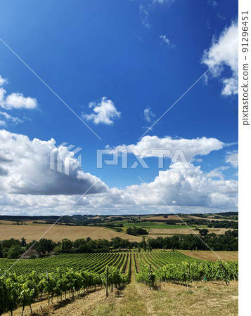 organic grape farm field in france 91296451
