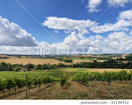 grape fields in france grown according to organic farming 91296452