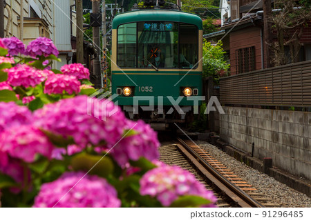 鎌倉的江之電和繡球花 鎌倉的江之電和繡球花 91296485