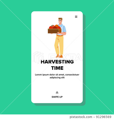 Man Harvesting Time Occupation In Orchard Vector Man Harvesting Time Occupation In Orchard Vector 91296569