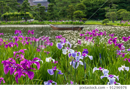 Iris of Sankeien Garden, Yokohama City 91296976