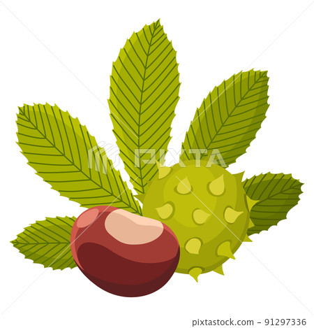 Chestnuts shell with prickles and pointed oblong leaves. Vector illustration. Design element for poster, packaging, banner and wrapping paper Chestnuts shell with prickles and pointed oblong leaves. Vector illustration. Design element for poster, packaging, banner and wrapping paper 91297336