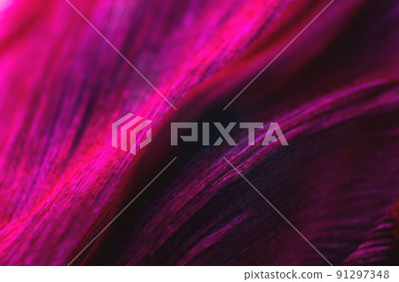 Floral background as a design element. Background of folds of delicate petals of red-violet color. Extreme macro and intimate curves Floral background as a design element. Background of folds of delicate petals of red-violet color. Extreme macro and intimate curves 91297348