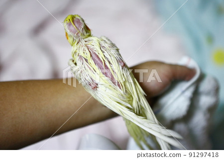 玄鳳 玄鳳 91297418