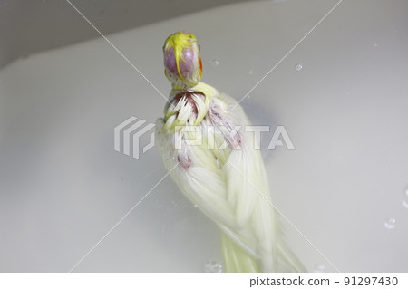 玄鳳 玄鳳 91297430