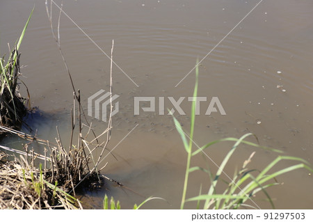 Kadayashi，一種可以在許多稻田中捕獲的特殊外來生物 91297503