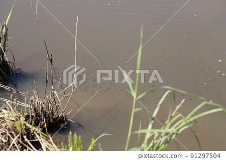 Kadayashi,一種可以在許多稻田中捕獲的特殊外來生物 Kadayashi,一種可以在許多稻田中捕獲的特殊外來生物 91297504