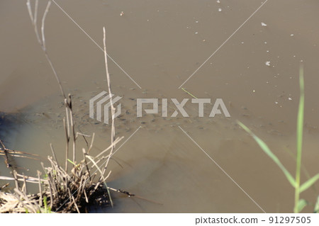 Mosquitofish, a specific alien species caught in the rivers of rice fields 91297505