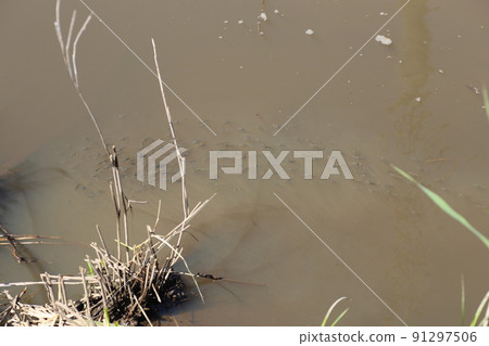 Kadayashi，一種可以在許多稻田中捕獲的特殊外來生物 91297506