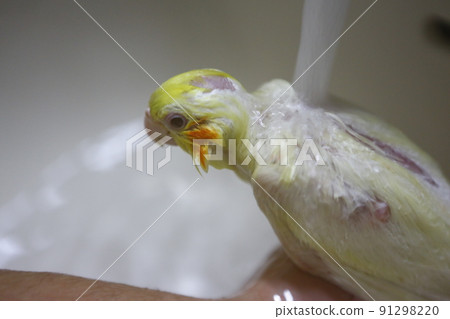 寵物洗澡 91298220