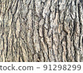 The surface of the tree trunk 91298299