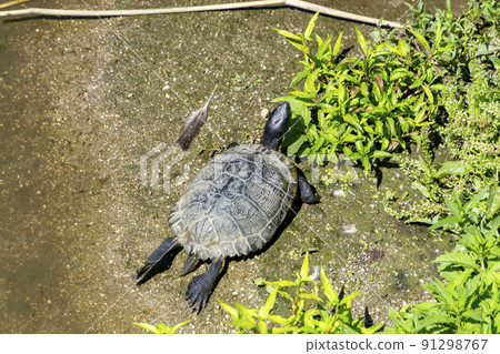 Tortoise. Black colored tortoise lying on the sand next to the Manzanares river bank in the Madrid River park, in Madrid, in Spain. Europe. Horizontal photography. 91298767
