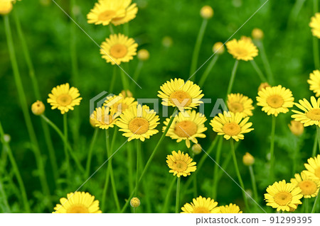 Koya chamomile Koya chamomile 91299395