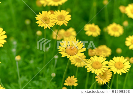 Koya chamomile Koya chamomile 91299398