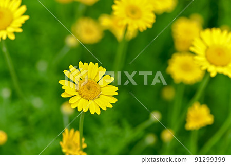 Koya chamomile Koya chamomile 91299399