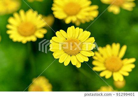 Koya chamomile Koya chamomile 91299401
