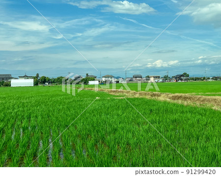 Paddy field 91299420
