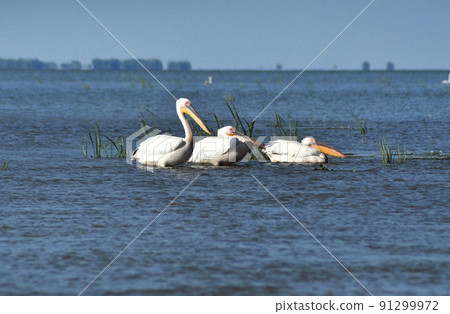 White pelican in Danube Delta, Romania 91299972
