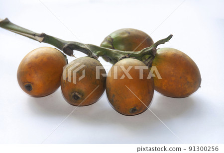 Betel nut on white background. Food concept Betel nut on white background. Food concept 91300256