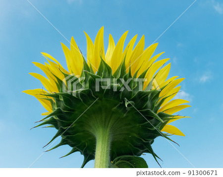 在向日葵的背後 91300671