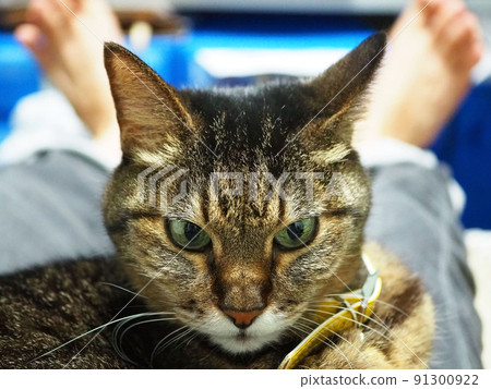 Relaxing male paws and cats 91300922