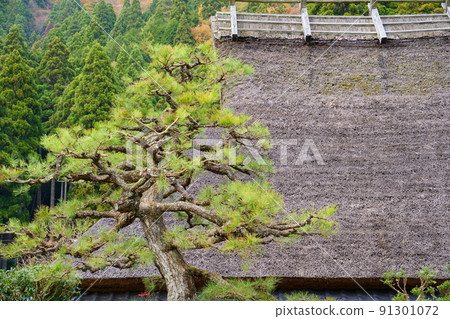 Pine tree and thatched roof Pine tree and thatched roof 91301072
