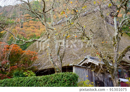 Persimmon tree, thatched roof and autumn leaves Persimmon tree, thatched roof and autumn leaves 91301075