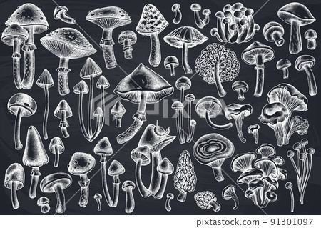 Forest mushrooms hand drawn vector illustrations collection. Chalk mushrooms, fly agaric, blewit, etc. 91301097