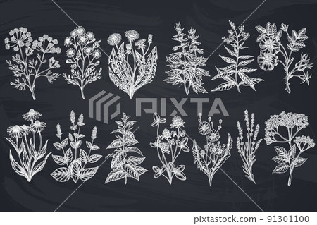 Tea herbs hand drawn vector illustrations collection. Chalk chamomile, mint, chicory, etc. Tea herbs hand drawn vector illustrations collection. Chalk chamomile, mint, chicory, etc. 91301100