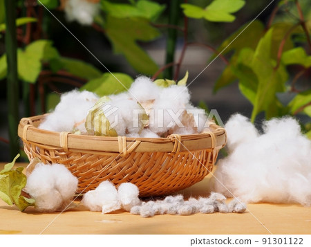 Harvesting cotton and harvesting seeds Harvesting cotton and harvesting seeds 91301122