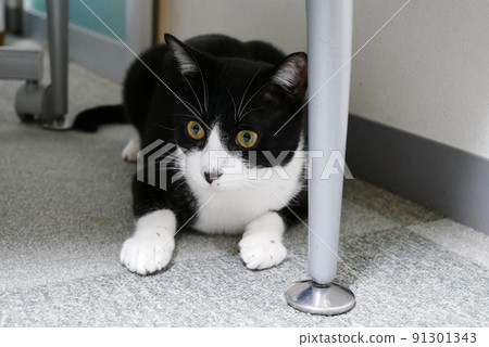 Cat hiding under the table Cat hiding under the table 91301343