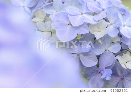Pretty light purple western hydrangea image of hydrangea Pretty light purple western hydrangea image of hydrangea 91302561