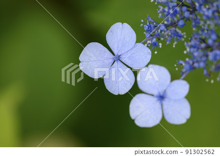 Image of pretty hydrangea hydrangea Image of pretty hydrangea hydrangea 91302562