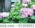 Pink hydrangea 91302653