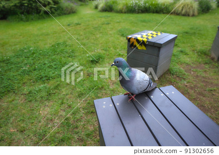 Dove and chair Dove and chair 91302656