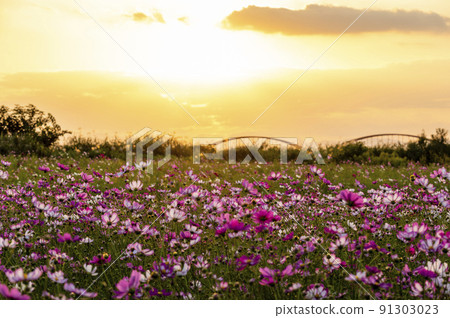 Cosmos field at sunset 91303023