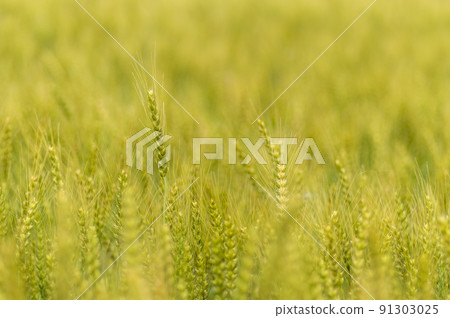 Blue wheat fields Blue wheat fields 91303025