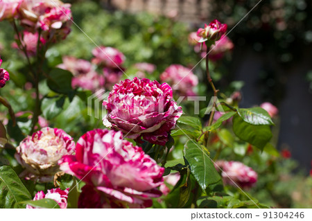 Bicolor shrub roses growing in botanical garden, rosarium flowerbed. Lots of pink and white spotted roses in bloom in summer or spring yard. Beautiful fragrant striped buds, petals among green foliage 91304246