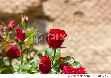 Red roses grow in a roses garden against a brick wall. Gardening, horticulture. Red roses grow in a roses garden against a brick wall. Gardening, horticulture. 91304247