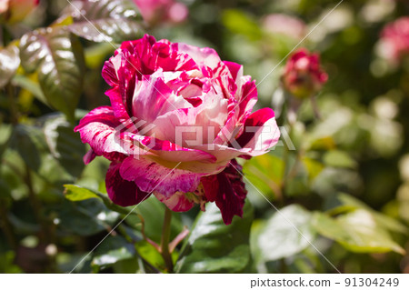 Bicolor shrub roses growing in botanical garden, rosarium flowerbed. Lots of pink and white spotted roses in bloom in summer or spring yard. Beautiful fragrant striped buds, petals among green foliage Bicolor shrub roses growing in botanical garden, rosarium flowerbed. Lots of pink and white spotted roses in bloom in summer or spring yard. Beautiful fragrant striped buds, petals among green foliage 91304249