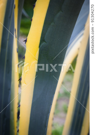 Long smooth leaves of striped green and yellow Agave americana. A heat-loving exotic plant in botanical garden. Agave is used to make the alcoholic drink mescal. Tropical foliage abstract background. Long smooth leaves of striped green and yellow Agave americana. A heat-loving exotic plant in botanical garden. Agave is used to make the alcoholic drink mescal. Tropical foliage abstract background. 91304270