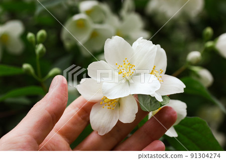 White blooming jasmine flowers petals buds in a woman's hand. Human unity with nature. Resting in a botanical garden, park in summer day. Touching seasonal beautiful white flowers. Floral postcard. White blooming jasmine flowers petals buds in a woman's hand. Human unity with nature. Resting in a botanical garden, park in summer day. Touching seasonal beautiful white flowers. Floral postcard. 91304274