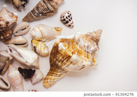 Beautiful different seashells on white sand background top view. Mollusks, shells collection isolated on sea coast, by the ocean. Marine theme. Summer vacations on the beach by the water. Brown shell. Beautiful different seashells on white sand background top view. Mollusks, shells collection isolated on sea coast, by the ocean. Marine theme. Summer vacations on the beach by the water. Brown shell. 91304276