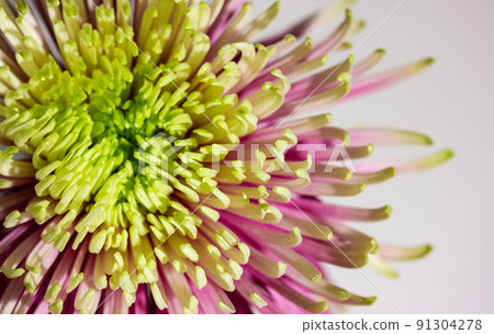 Large bud of beautiful chrysanthemum Rosanna Charlotte with pink and green petals macro photo. Duo toned chrysanthemum flower big blooms, collectively known as kotengiku or antique chrysanthemums. Large bud of beautiful chrysanthemum Rosanna Charlotte with pink and green petals macro photo. Duo toned chrysanthemum flower big blooms, collectively known as kotengiku or antique chrysanthemums. 91304278